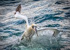 John Gorman_ Gannet Feeding Frenzy.jpg